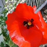 Papaver rhoeas Flower