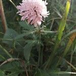 Knautia basaltica Hàbitat