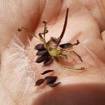 Lactuca virosa Fruit