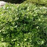 Fothergilla gardenii Hábito