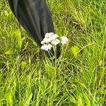 Achillea alpina Кветка