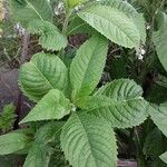 Vernonia arkansana Leaf