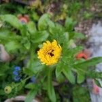 Calendula officinalisÕis