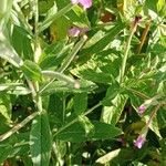 Epilobium hirsutum Folio