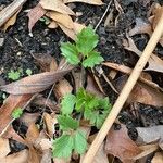 Ranunculus hispidus Leaf