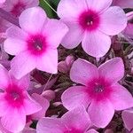 Phlox paniculata Blüte