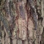 Pinus caribaea Corteza