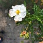 Cistus monspeliensisКвітка