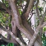 Cnidoscolus aconitifolius Rinde