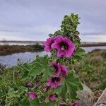 Malva arborea花