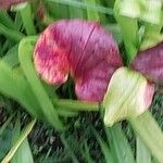 Sarracenia flava Fula