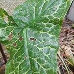 Arum italicum Leaf