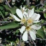 Amelanchier utahensis Цветок
