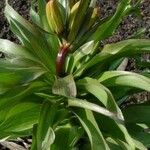 Fritillaria imperialis Hábitos