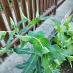 Euphorbia lathyris Flower