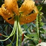 Lilium henryi Flor