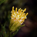 Peucephyllum schottii Кветка