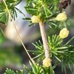 Asparagus acutifoliusFloare