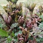 Paeonia officinalis Συνήθη χαρακτηριστικά