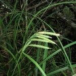 Carex inversonervosa Hábito