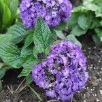 Heliotropium arborescens Celota