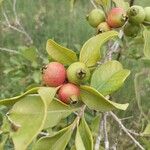 Psidium cattleyanum 果實