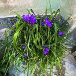 Tradescantia virginiana Flor