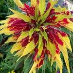 Amaranthus tricolor पत्ता