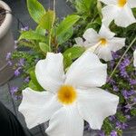 Mandevilla boliviensis Flower