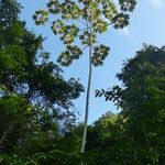 Cecropia peltata Levél