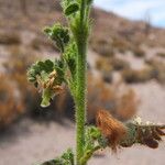 Adesmia horrida Blad