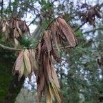 Fraxinus excelsiorFruit