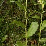 Epipactis phyllanthes Агульны выгляд