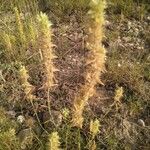 Rostraria cristata Leaf