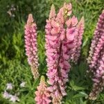 Lupinus polyphyllusÇiçek