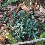 Goodyera oblongifolia Leaf