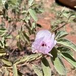 Gossypium sturtianum फूल