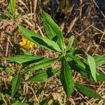 Bidens aristosa Leaf