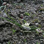 Allium obtusum ফুল