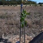 Carya cordiformis Habitus