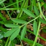 Hippocrepis scorpioides Yaprak