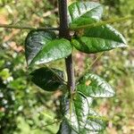 Rhaphithamnus spinosus Corteza