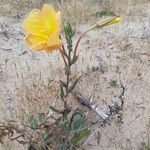Oenothera longiflora Fleur