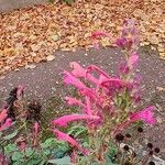 Agastache mexicana Кветка