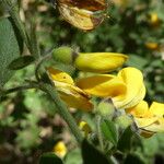 Cytisus villosus Квітка