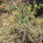Vachellia seyal Folha