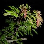 Pterocarpus soyauxii Levél