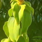 Costus spicatus Flor