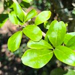 Dovyalis caffra Blatt