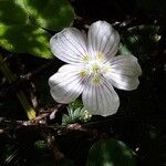 Oxalis montana Flower